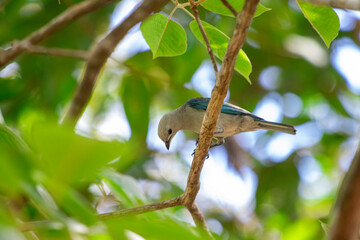 Azulejo en búsqueda de comida
