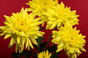 Chrysanthemum Amour Yellow on a red background