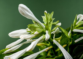 Blooming white hosta on a green background