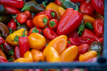 Vibrant array of assorted peppers displayed at a local farmer's market in autumn