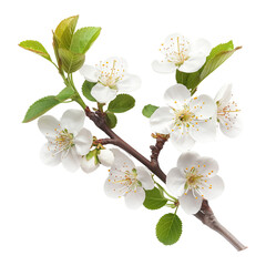 Blossoming cherry branch isolated on transparent background
