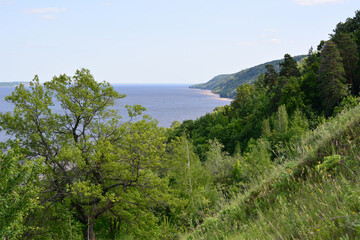 a view of the ocean from the forest 