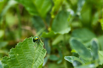 A view of a beetle at a lake near Allstedt in Saxony-Anhalt