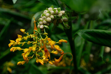 Curcuma alismatifolia