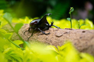 Dynastinae on Golden Dewdrop