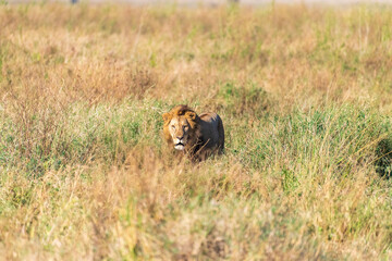 Close encounter with a male lion -Panthera Leo- that is walking across the plains of the Serengeti, Tanzania.