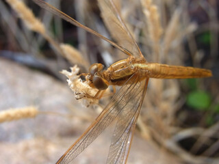 Libellula del laghetto