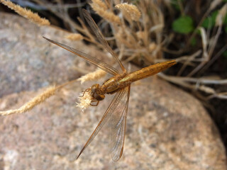 Libellula del laghetto