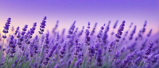 Lavender Field at Sunset