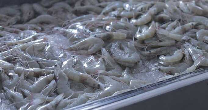 feira livre em braslilia 