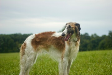 Borzoi windhound dog. Windhund barsoi