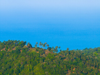 Aerial view of a lush green hillside dotted with palm trees overlooking a calm blue ocean under a clear sky