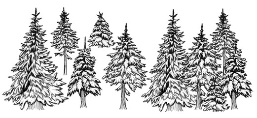 Fototapeta premium Vector set of 5 fir trees and forest of trees in snow in engraving style