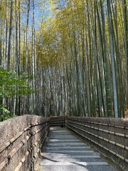 Fototapeta premium Bamboo forest Japan