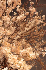 a cherry blossom tree at night