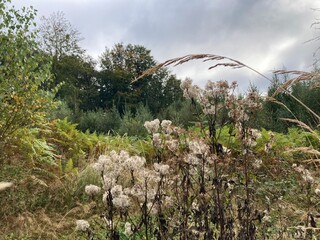 Unberührte Natur am Waldrand mit Gräsern