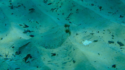 Wide-eyed flounder (Bothus podas) undersea, Aegean Sea, Greece, Alonissos island, Chrisi Milia beach