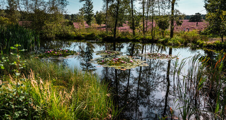 Fairy ponds in the Buesenbachtal in Handeloh
