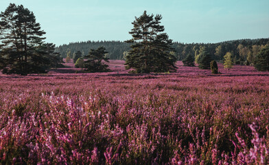 lueneburg heath purple flowering landscape in Germany