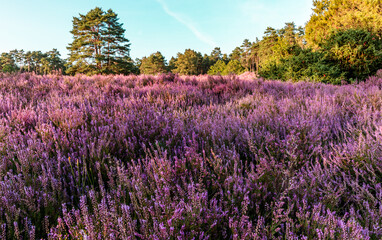 lueneburg heath purple flowering landscape in Germany