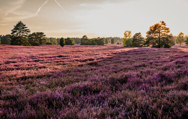 lueneburg heath purple flowering landscape in Germany