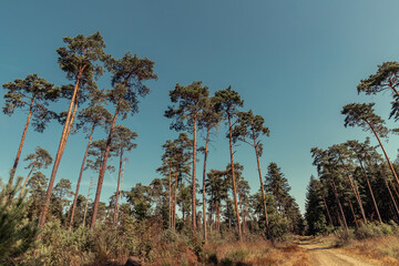 pine tree landscape in Germany Nature Environment forests and trees