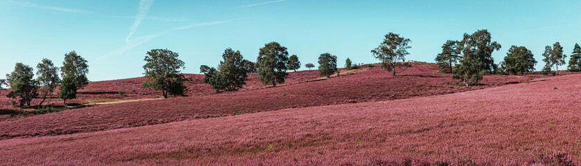 lueneburg heath purple flowering landscape in Germany