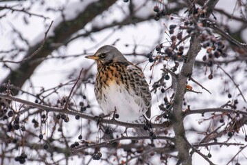The fieldfare (Turdus pilaris)