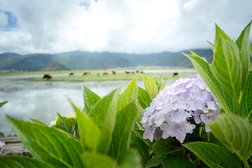 A little sunlight enters the garden filled with hydrangea flowers with beautiful lake view background. copy space concept.