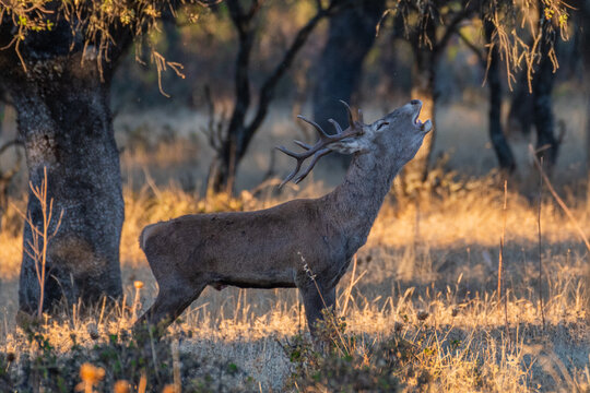 A deer stag roars during rutting season in a field near Monfrague National Park, Spain