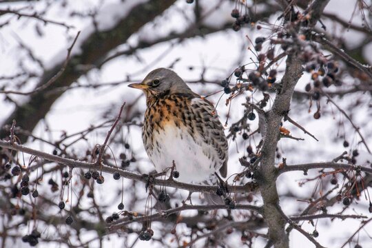 The fieldfare (Turdus pilaris)