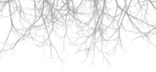 Soft shadow shade die trees cutout transparent backgrounds 3d render png