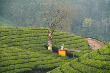 Plantations de Thé dans les collines  du Kerala près de la ville de Munnar