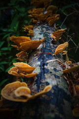 A tree branch covered in mushrooms