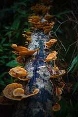 A tree branch covered in mushrooms