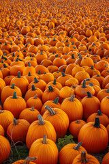 Pumpkin field, hundreds of ripe and beautiful pumpkins, harvester paradise. Thanksgiving and halloween creative background. 