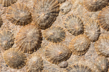 Common limpets on the rock