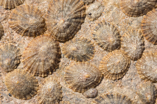 Common limpets on the rock