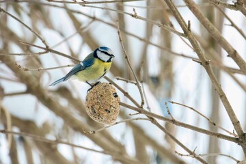 The eurasian blue tit (Cyanistes caeruleus)