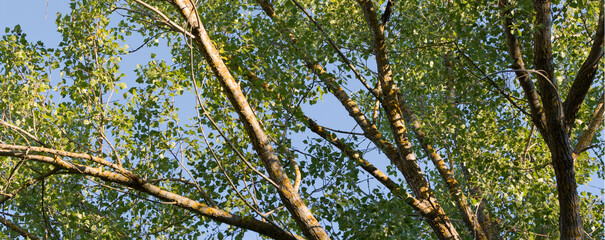 Poplars over the blue sky