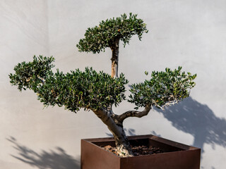 Bonsai Olea Europaea, olive or olive tree