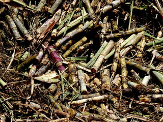 saccharum officinarum harvest, pile of freshly cut stalks of sugar canes. Cut sugarcanes stalks are called billets. Agriculture background. pile of canes stalks