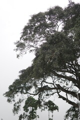 tree population in the mountains