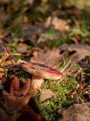 Fototapete bei efototapeten.de bestellen   