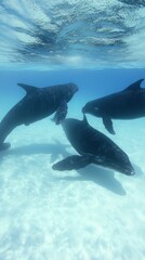 Obraz premium Three dolphins swimming gracefully in clear blue water.