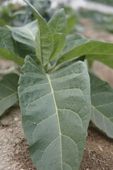 green leaf on the garden