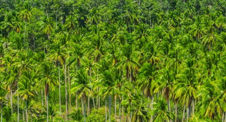 Aerial view of oil palm tree plantation field, Agricultural industry. Tropical landscape. Big coconut palm trees plantation. 