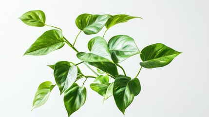 Fototapeta premium Sleek indoor plant with vivid green leaves and unique leaf shapes isolated on a clean white background