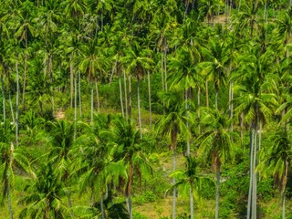 Lush tropical palm trees thriving in a vibrant green forest during a bright sunny day