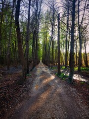 Fototapeta premium path in the forest
